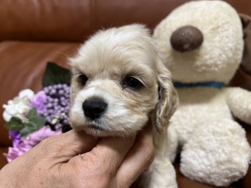 アメリカンコッカースパニエル【埼玉県・男の子・2022年3月27日・バフ】の写真「癒し系のお顔の白っぽいバフの男の子」