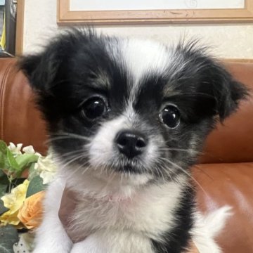 チワワ(ロング)【埼玉県・女の子・2023年2月17日・ブラックタン&ホワイト】の写真「牛柄のまん丸お目目の可愛い女の子」