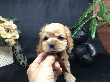 アメリカンコッカースパニエル【埼玉県・女の子・2021年4月11日・ゴールドバフ】の写真「可愛いゴールドバフ😍」