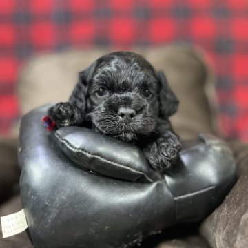 コッカプー(トイプードル×アメリカンコッカースパニエル)【埼玉県・女の子・2024年1月19日・ブラック】の写真「整ったお顔の可愛い女の子🐾」