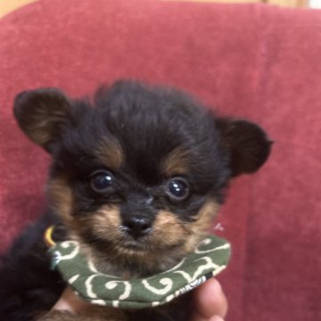 ポメプー(トイプードル×ポメラニアン)【埼玉県・男の子・2024年6月15日・ブラックタン】の写真「綺麗なタンで丸々のお顔の男の子」