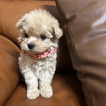 マルプー(マルチーズ×トイプードル)【埼玉県・女の子・2024年9月13日・クリーム】の写真「マルチーズ寄りの可愛い女の子🐾」