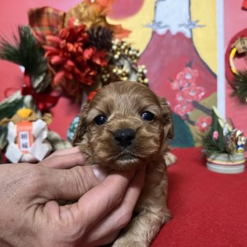 コッカプー(トイプードル×アメリカンコッカースパニエル)【埼玉県・男の子・2023年12月1日・レッド】の写真「コッカー寄りの整った顔の男の子」