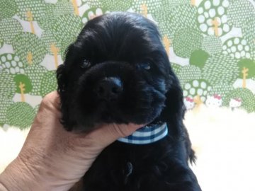 アメリカンコッカースパニエル【埼玉県・男の子・2017年6月9日・ブラック】の写真「何が有ろうと寝ていてどっしり屋です」