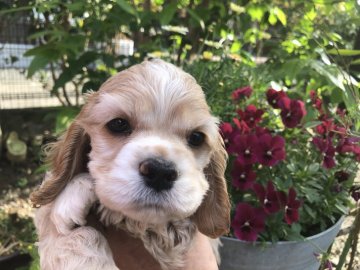 アメリカンコッカースパニエル【埼玉県・男の子・2021年2月19日・バフ】の写真「眠そうな顔がとってもかわいい」