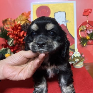 アメリカンコッカースパニエル【埼玉県・男の子・2023年11月9日・ブラックタン】の写真「丸々お顔の可愛いコッカー君」