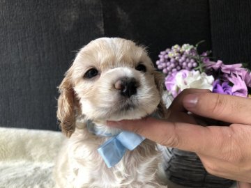 アメリカンコッカースパニエル【埼玉県・男の子・2020年1月2日・バフ&ホワイト】の写真「もこもこふわふわ男の子」