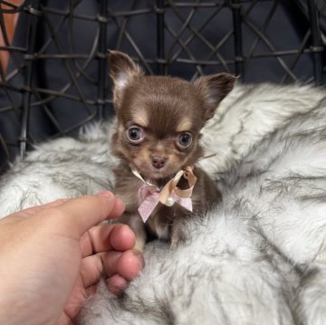 チワワ(ロング)【埼玉県・女の子・2023年11月14日・チョコタン】の写真「マズルが短く詰まったお顔の可愛い女の子」