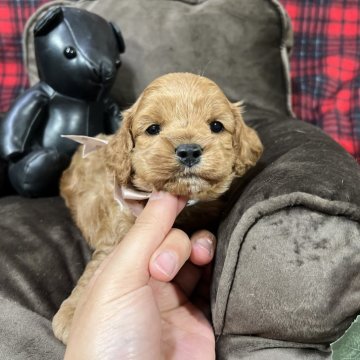 コッカプー(トイプードル×アメリカンコッカースパニエル)【埼玉県・女の子・2024年1月19日・レッド】の写真「癒し系のコッカーよりのお顔の可愛い女の子🐾」