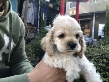 アメリカンコッカースパニエル【埼玉県・男の子・2020年10月5日・バフ】の写真「実物はとっても可愛いですよー💕」