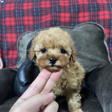トイプードル(タイニー)【埼玉県・女の子・2024年1月1日・レッド】の写真「詰まったお顔の可愛い女の子」
