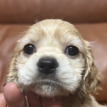 アメリカンコッカースパニエル【埼玉県・女の子・2022年3月27日・バフ】の写真「詰まったお顔の可愛い顔の女の子」