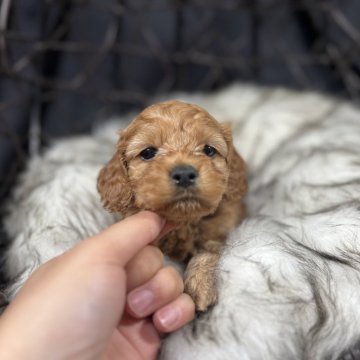 コッカプー(トイプードル×アメリカンコッカースパニエル)【埼玉県・男の子・2023年12月1日・レッド】の写真「コッカー寄りの優しい顔の男の子」