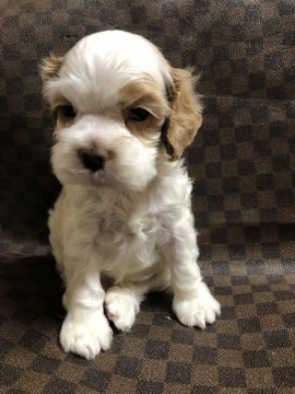 アメリカンコッカースパニエル【埼玉県・男の子・2020年2月27日・レッドアンドホワイト】の写真「パパは良血統です」