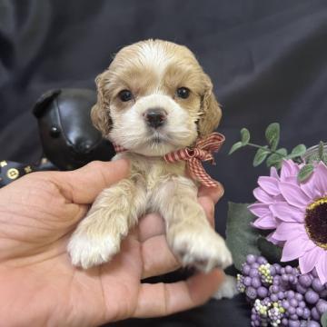 アメリカンコッカースパニエル【埼玉県・女の子・2022年5月28日・バフ&ホワイト】の写真「コッカーらしい可愛いお顔の女の子」
