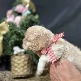 アメリカンコッカースパニエル【埼玉県・女の子・2023年11月9日・バフ】の写真2