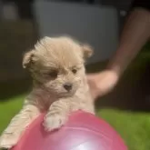 ポメプー(ポメラニアン×トイプードル)【埼玉県・女の子・2024年3月14日・アプリコット】の写真3