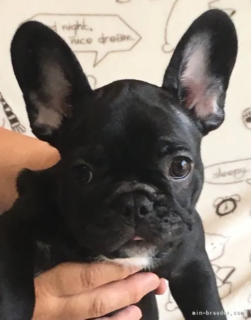 hataori 様のお迎えした子犬