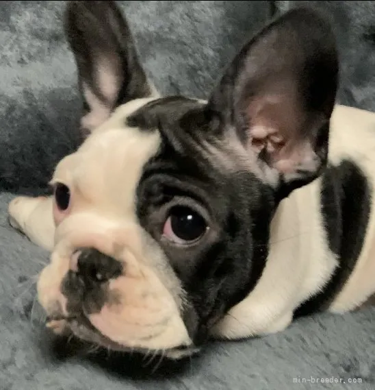 ID：2201-01227の子犬