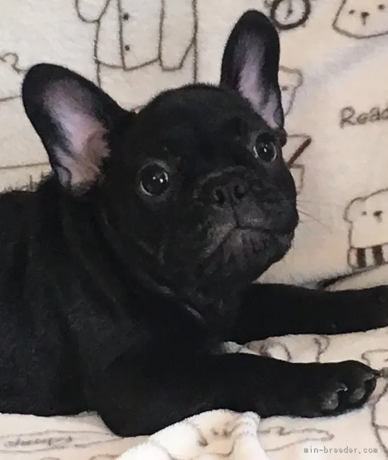 サトちゃん 様のお迎えした子犬