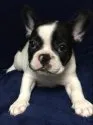 フレンチブルドッグ【山口県・男の子・2018年6月2日・パイド】の写真3
