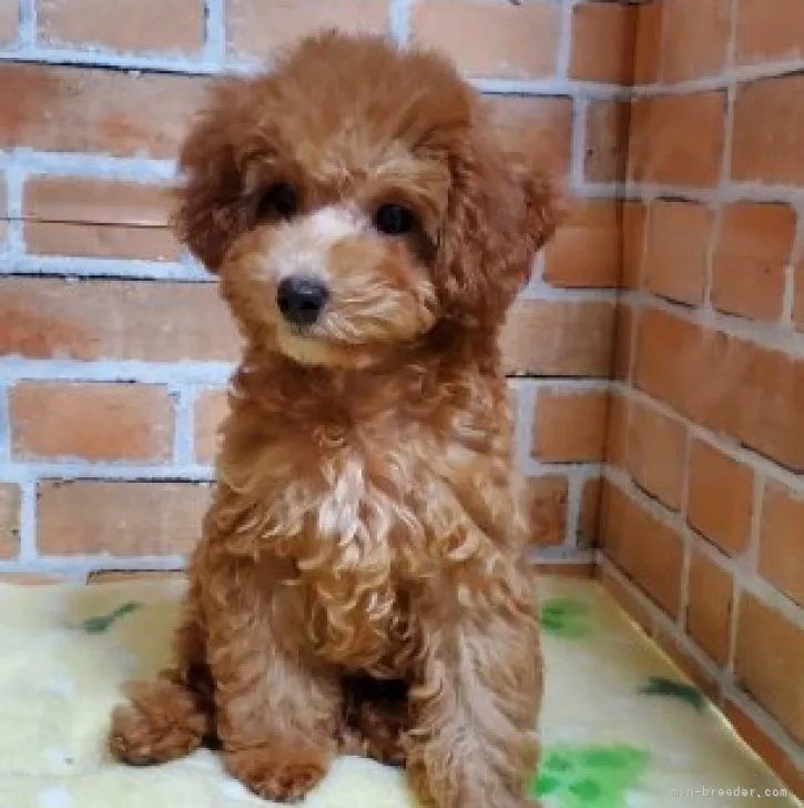 ID：2303-04567の子犬