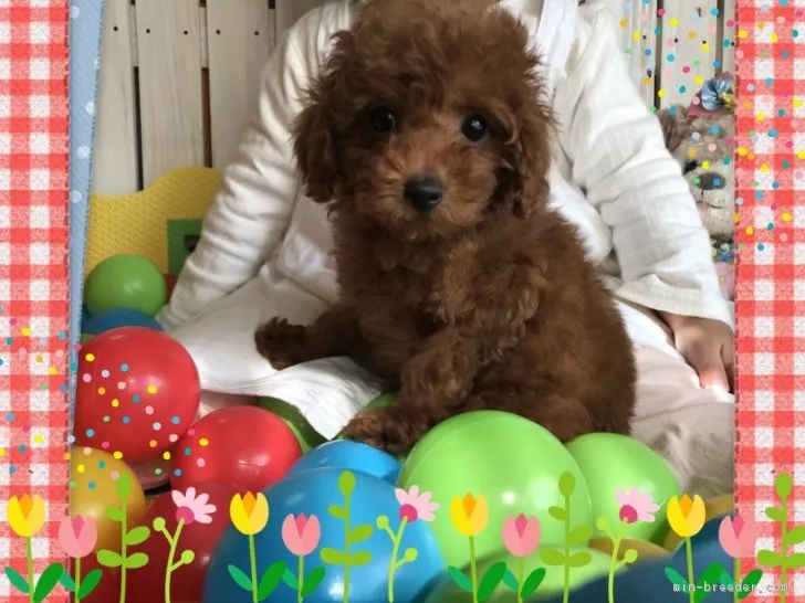 ID:1802-01179の子犬