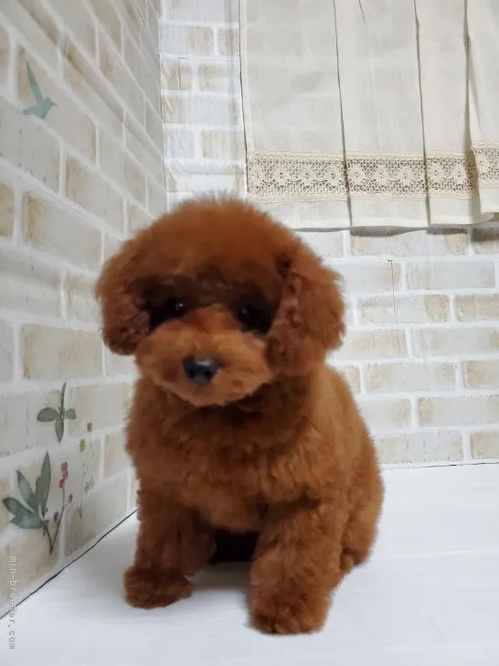 ID:2106-03274の子犬