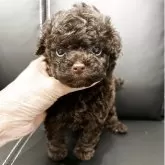 ティーカッププードル