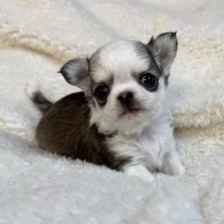 ゆかりこ 様のお迎えした子犬