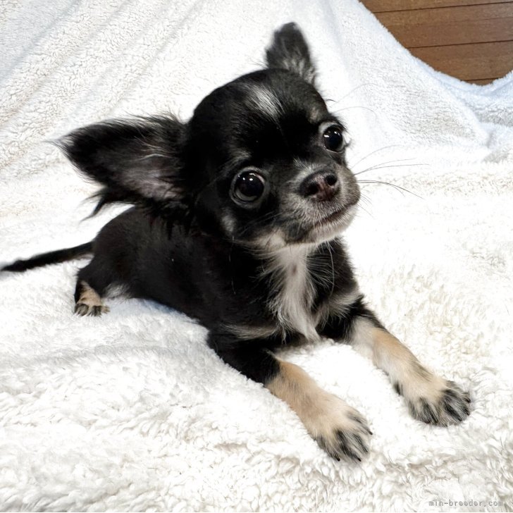 ブリーダー画像