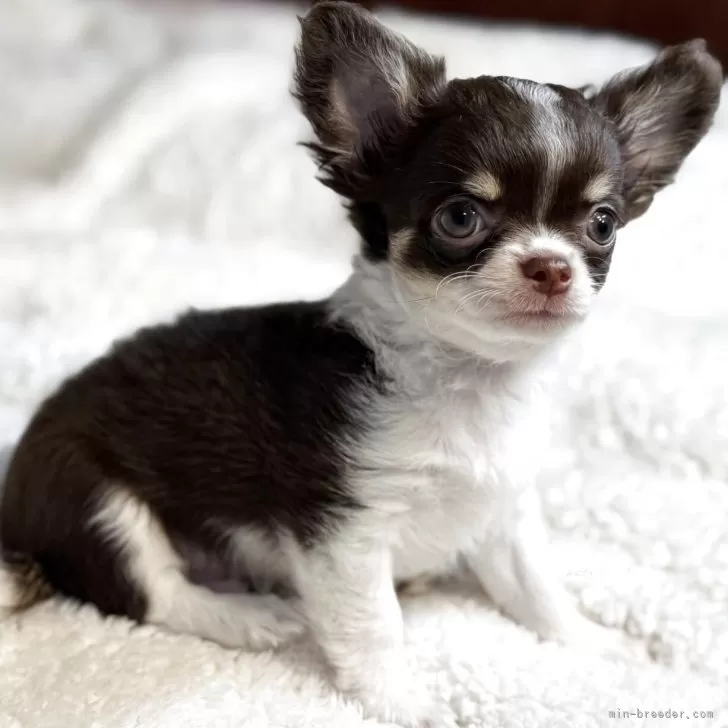 Suu 様のお迎えした子犬