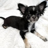 チワワ(ロング)