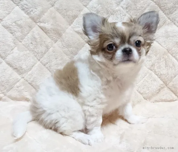 ID：1611-01280の子犬
