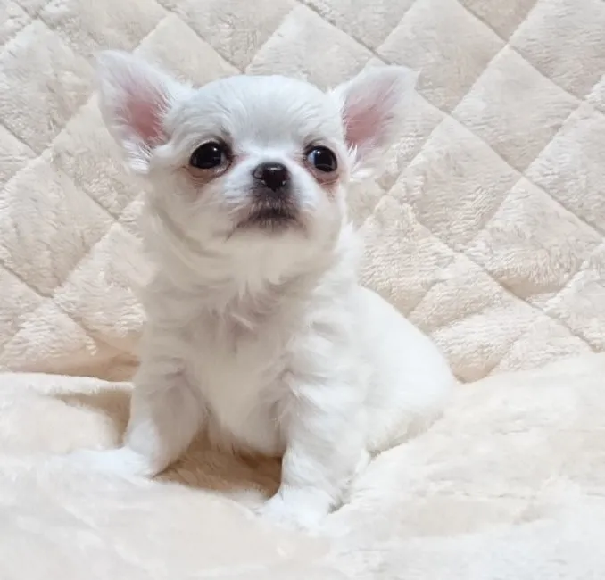 ID:1611-01281の子犬