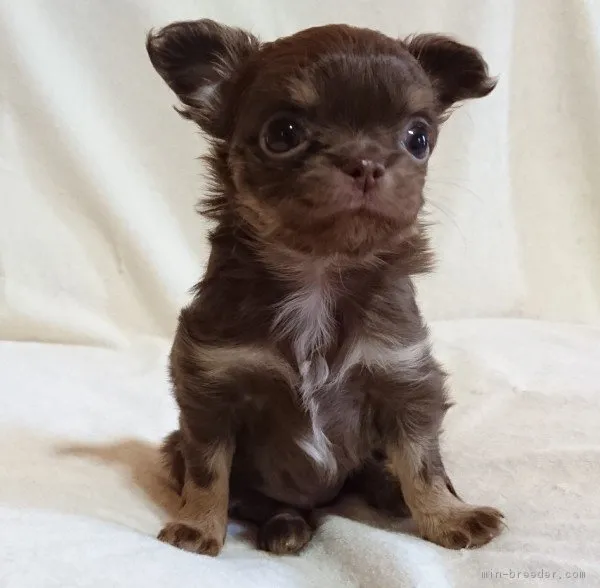 チワワ(ロング)【滋賀県・女の子・2016年3月30日・チョコレート&amp;タン】の写真1