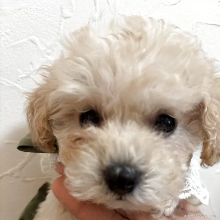 タイニープードル【広島県・男の子・2025年9月15日・クリーム】の写真1