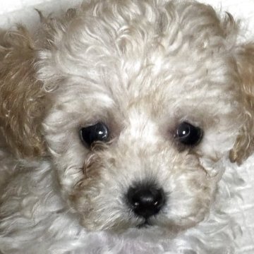 タイニープードル【広島県・男の子・2025年9月15日・クリーム】の写真「🎄クリスマスセール価格🎄」