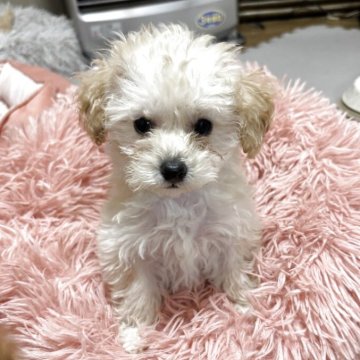 トイプードル(タイニー)【広島県・男の子・2025年9月15日・クリーム】の写真「🎄クリスマスセール価格🎄」