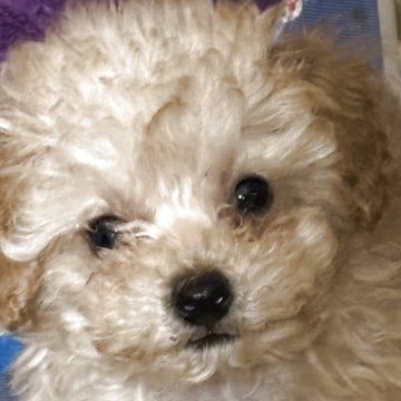 ティーカッププードル【広島県・男の子・2025年9月15日・オレンジフォーン】の写真「🎄クリスマスセール価格🎄」