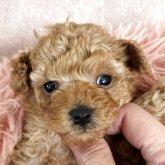 トイプードル(タイニー)