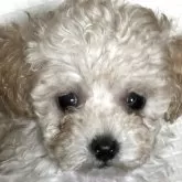 タイニープードル