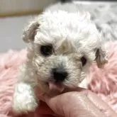 ティーカッププードル