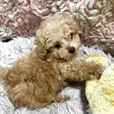 ティーカッププードル