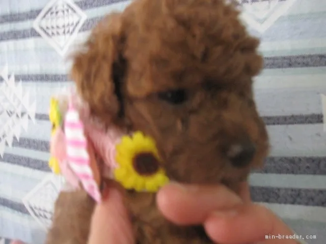 ID:2009-01212の子犬