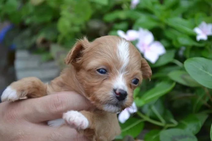 カトリーヌ 様のお迎えした子犬