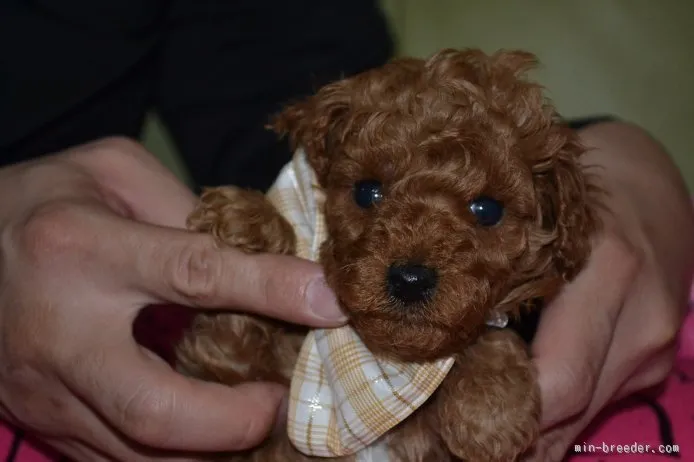 チョコまま 様のお迎えした子犬