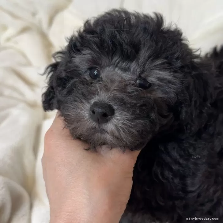 N.S 様のお迎えした子犬