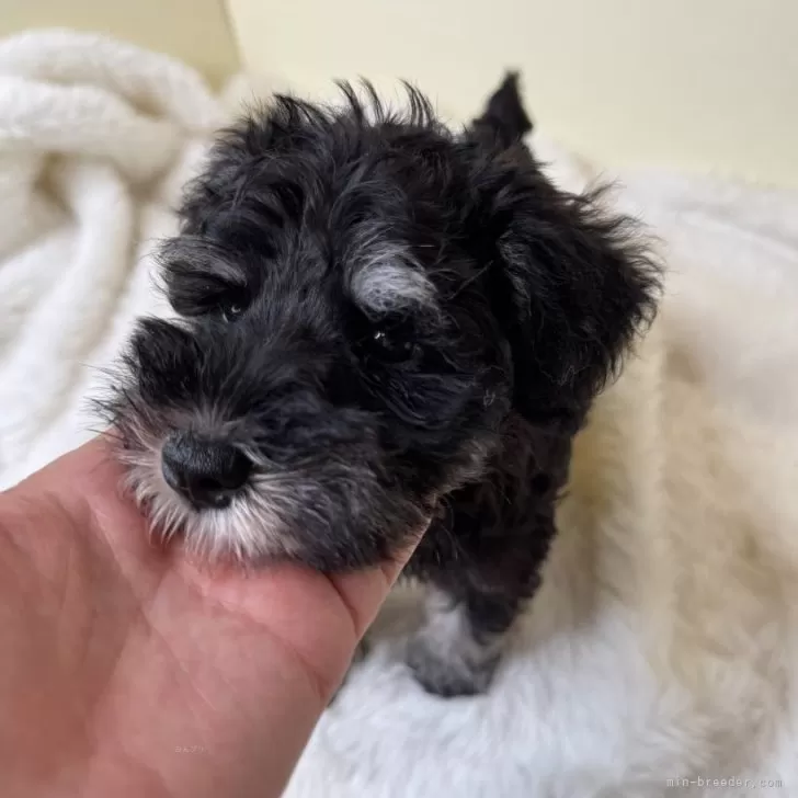 ID：2509-02256の子犬