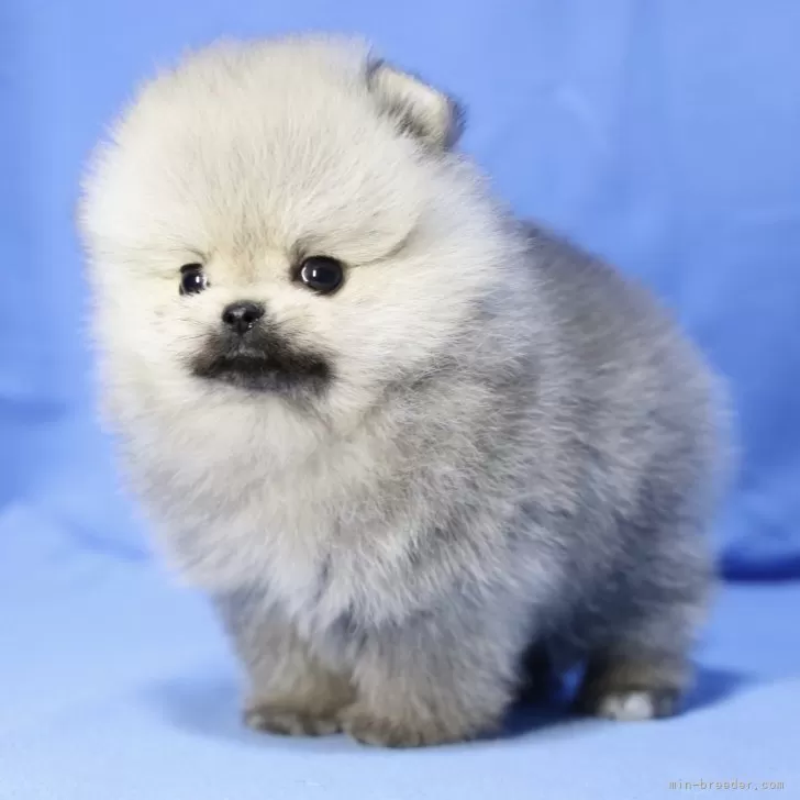 ID:2501-03381の子犬